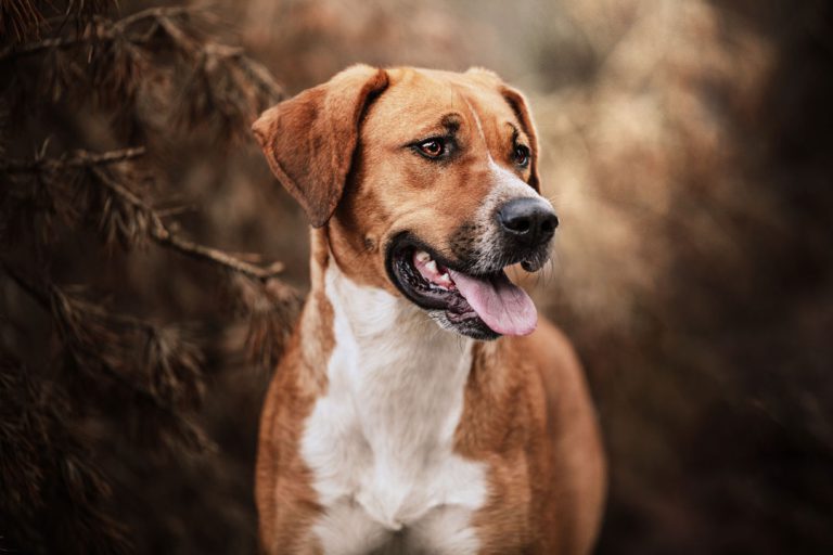 Fotoshooting Hund im Münsterland