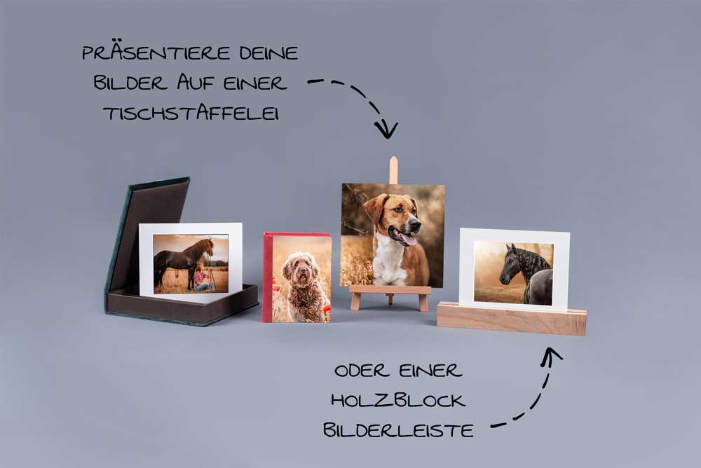 Hund Fotoshooting Münster